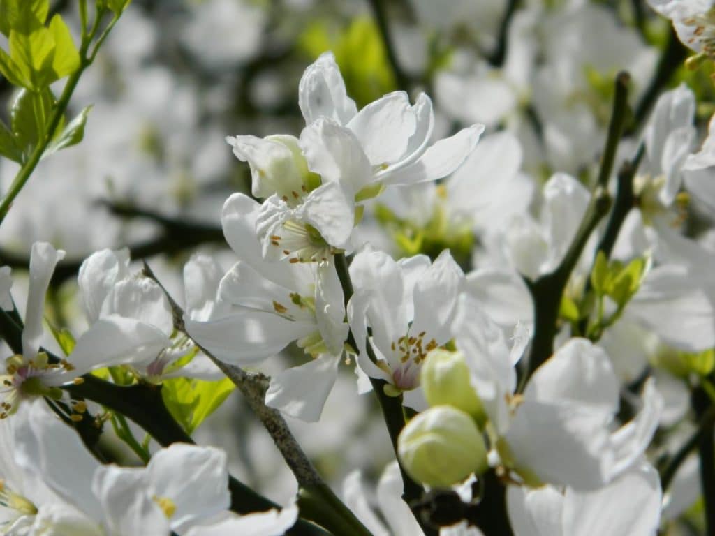 Types De Plantes Privil Gier Pour Une Haie De Jardins